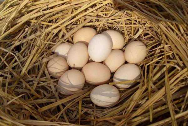 一个鹅蛋等于几个鸡蛋