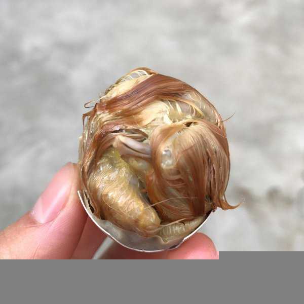 毛蛋是什么东西