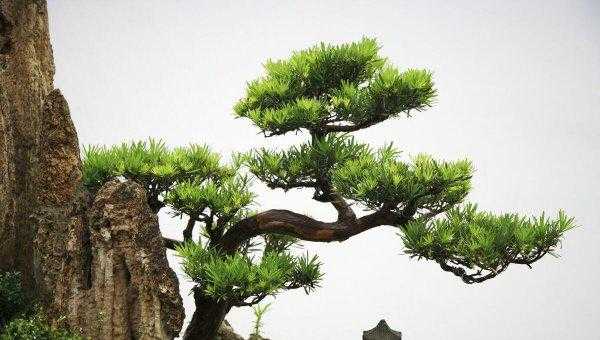 松柏的特点有哪些