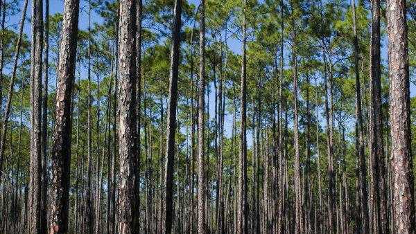 松柏的特点有哪些