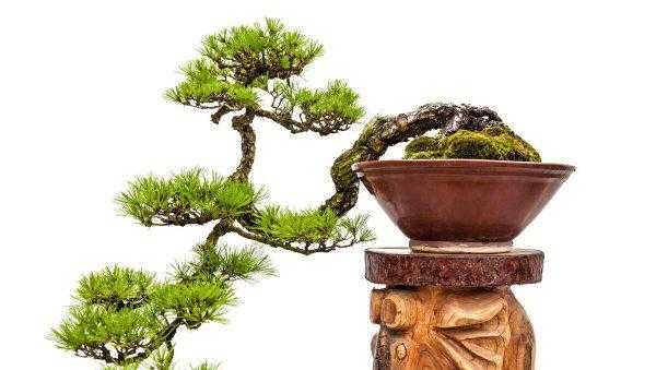 松柏的特点有哪些