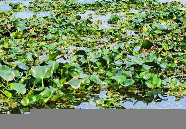 水葫芦的危害有哪些