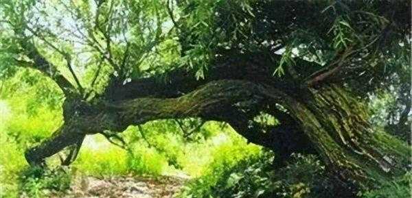 会走路的树在什么地方