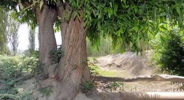 会走路的树在什么地方