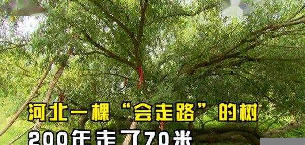 会走路的树在什么地方