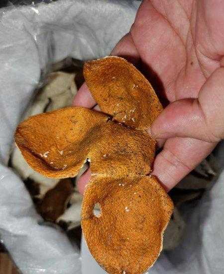 沙糖桔皮可以晒干做陈皮吗