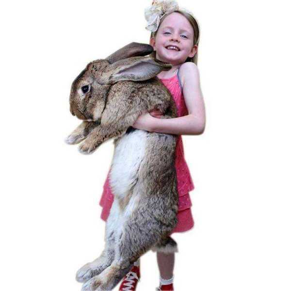 世界上变异动物有哪些