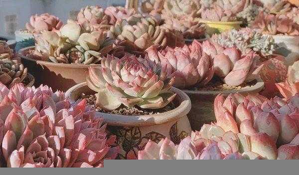 多肉适合在室内养还是在室外养