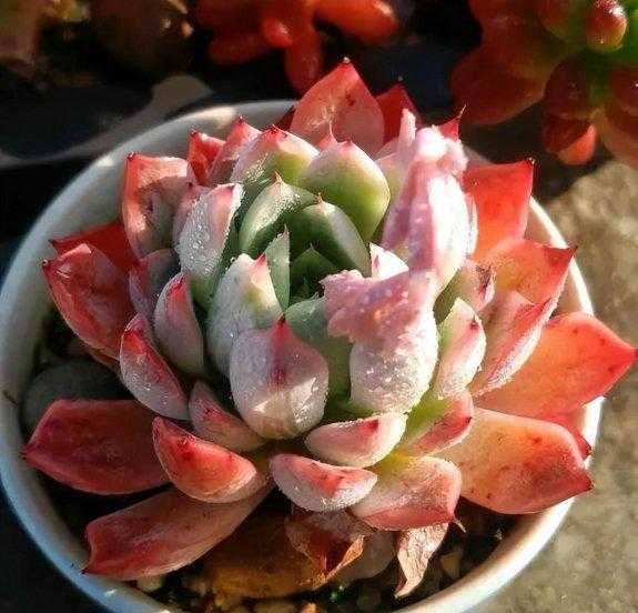 多肉适合在室内养还是在室外养