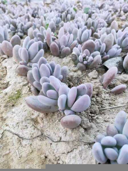 种多肉植物用什么土最好