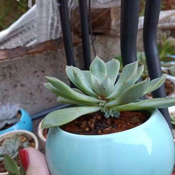 种多肉植物用什么土最好