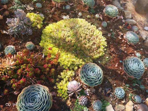 种多肉植物用什么土最好