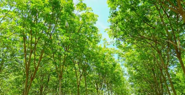 未来十年种什么树最赚钱