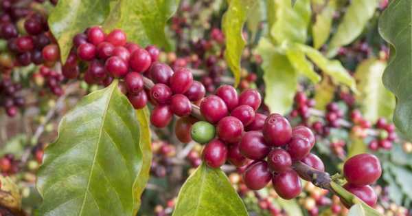 未来十年种什么树最赚钱