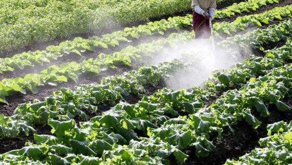 治菜青虫不用农药的四种方法