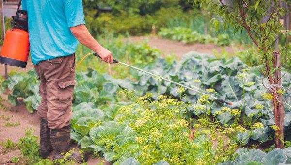 治菜青虫不用农药的四种方法