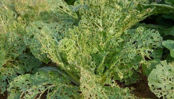 治菜青虫不用农药的四种方法