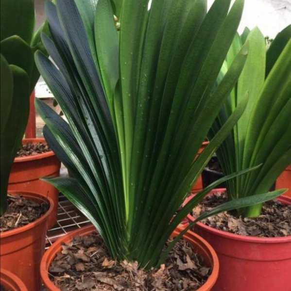 干松针可以直接拌土种花吗