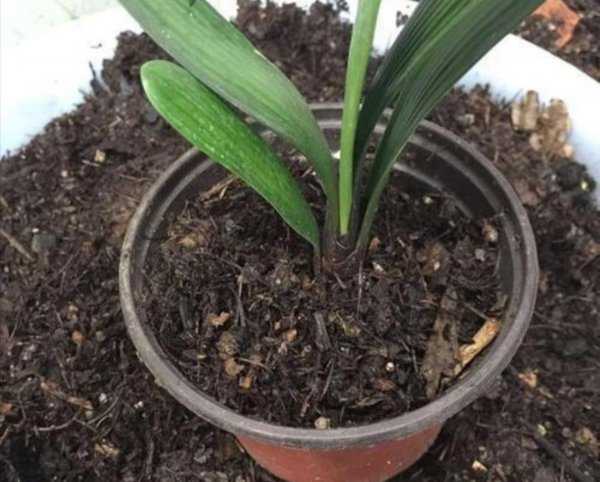 干松针可以直接拌土种花吗