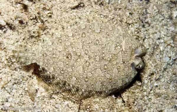 比目鱼天生双眼就长在一侧吗