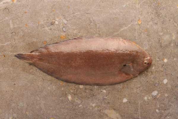 比目鱼天生双眼就长在一侧吗