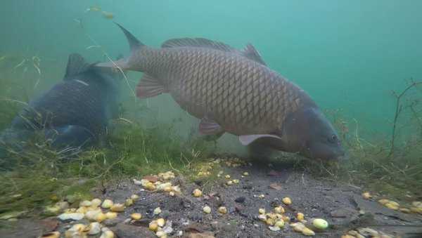 钓鱼什么时候提杆最好用