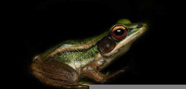 青蛙和蟾蜍的区别在哪里