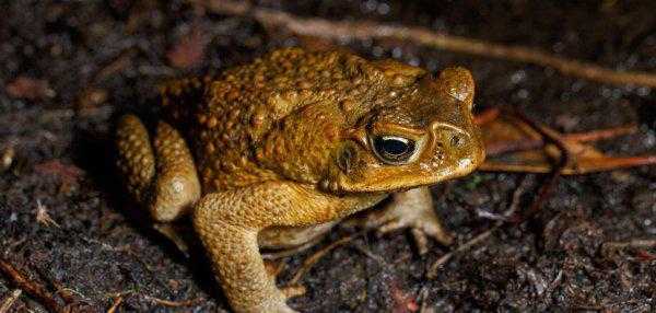 青蛙和蟾蜍的区别在哪里