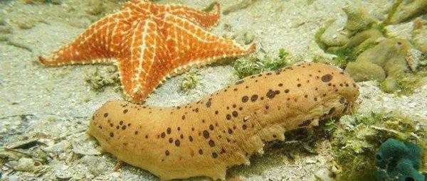 海星的特点简单介绍