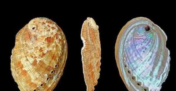 鲍鱼是什么样子的