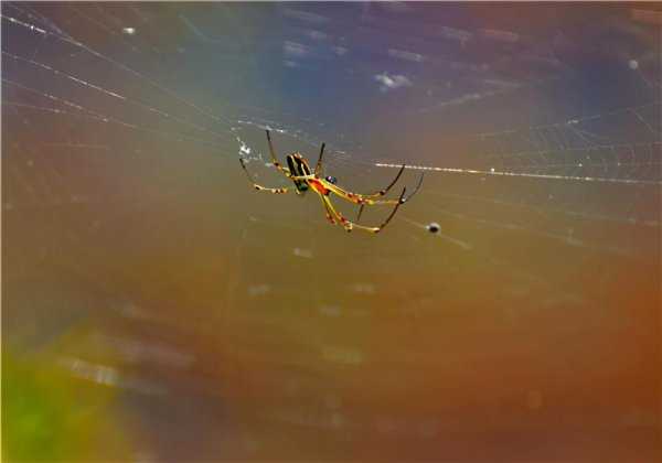 床上放什么东西驱蜘蛛