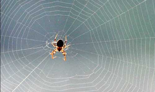 床上放什么东西驱蜘蛛