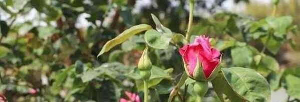 阿斯匹林适用养哪些花