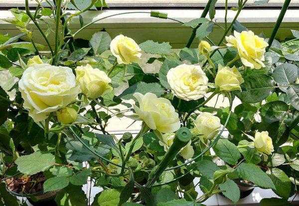 阿斯匹林适用养哪些花