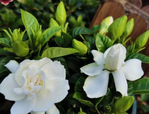 阿斯匹林适用养哪些花