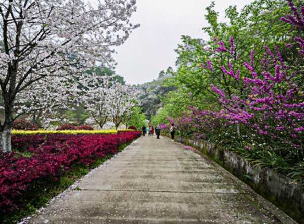 丹林樱花谷在哪里