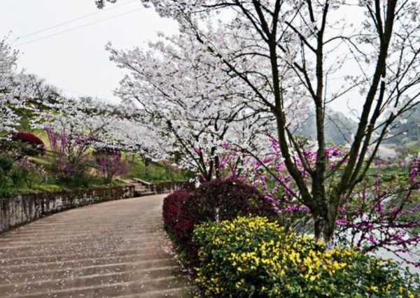 丹林樱花谷在哪里