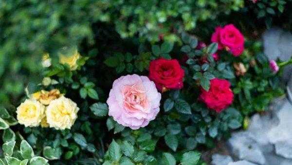 玫瑰和月季有什么区别