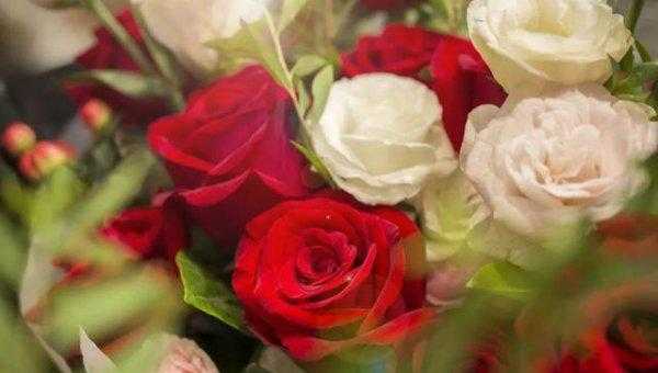 玫瑰和月季有什么区别