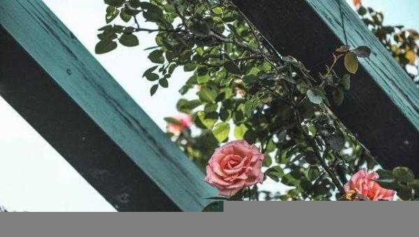 玫瑰和月季有什么区别