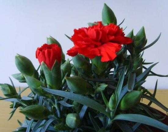 康乃馨花期多长时间