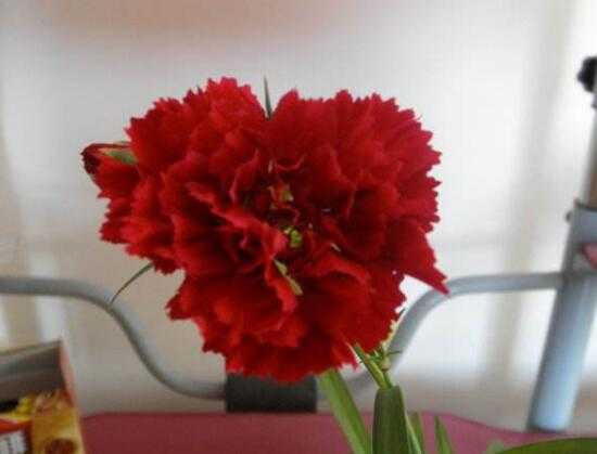 康乃馨花期多长时间