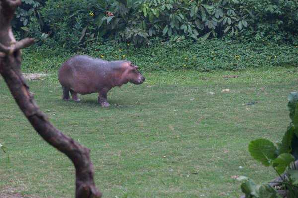 河马是食草动物还是食肉动物