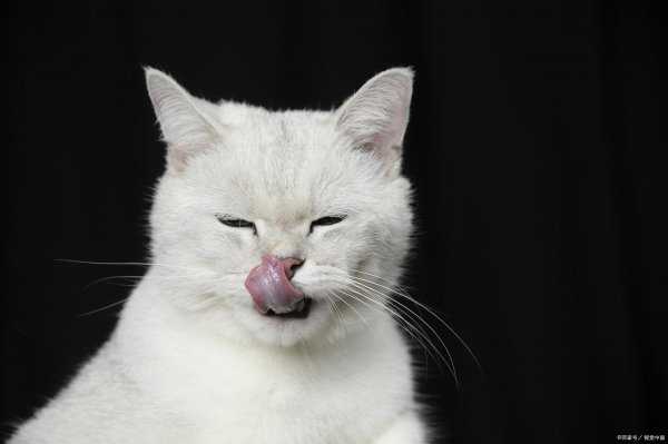 怎么让猫不爬到床上