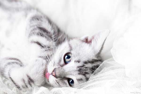 怎么让猫不爬到床上