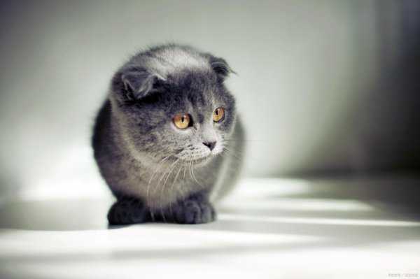 怎么让猫不爬到床上