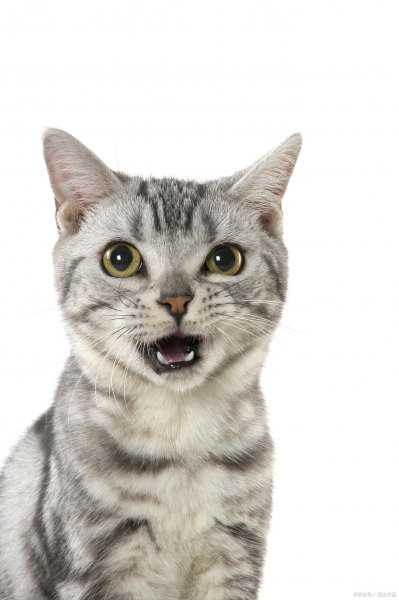 怎么让猫不爬到床上