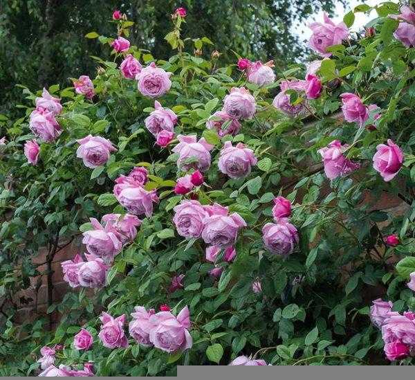 十大最美月季花名称及图片