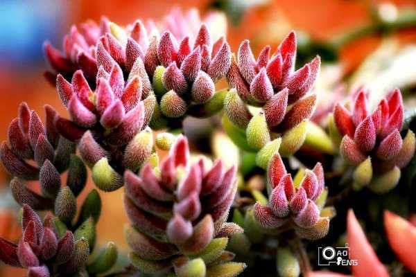 5种多肉千万不要养