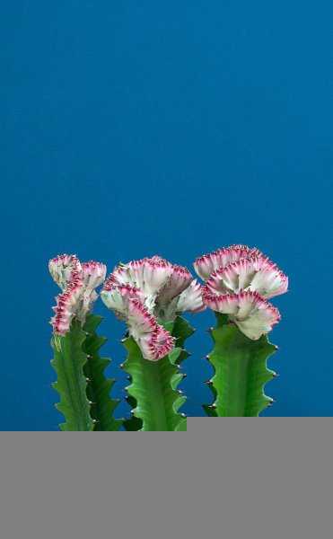 5种多肉千万不要养